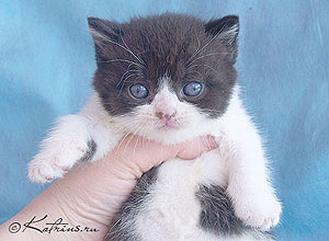  Katrin's Afanasiy, британский котенок черный с белым 