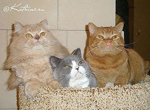 Katrin's Persey,  Katrin's Zahary и Katrin's Unesko , британский длинношерстный и короткошерстные коты
