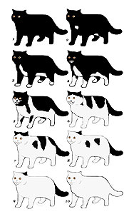  различное распределение белого у кошек биколорных окрасов 