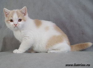  Katrin’s Iden, британский кот кремовый арлекин