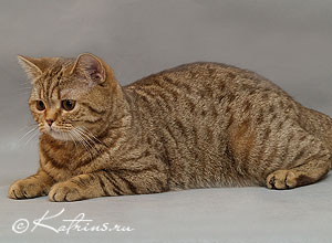 Яшма Каприз , британская кошка шоколадная пятнистая