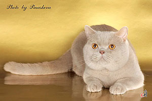 Окрас фавн (бежевый, fawn) абиссинских кошек. Окрас фавн британских кошек Фавн цвет у кошек британских