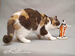  Katrin’s Holly Molly, британская кошка шоколадно-красная с белым 