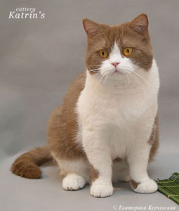 Rivium’s Nina Ricci ,  британская кошка циннамон с белым
