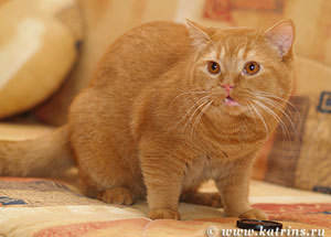 Katrin's Oliver ,  британский кот красный без остаточного тэбби