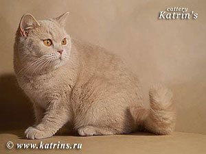 Katrin's Princessa , британская кошка кремовая (неагути)