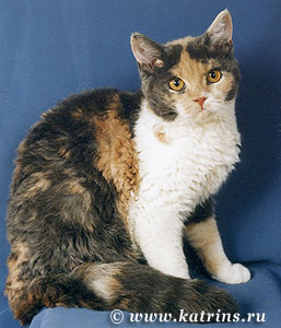 кошка селкирк рекс голубо-кремовая с белым