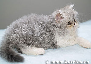 кудрявый персидский котенок