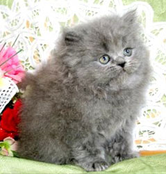 персидский котенок с вьющейся шерстью