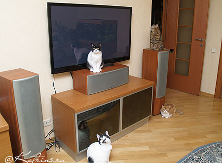 cattery,   