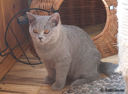 Кошки в загородном доме, британский голубой котенок