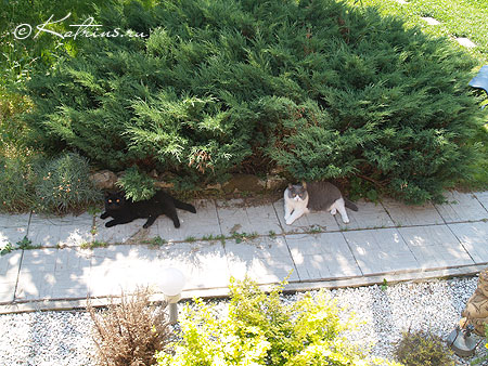 Кошки за городом, коты на прогулке