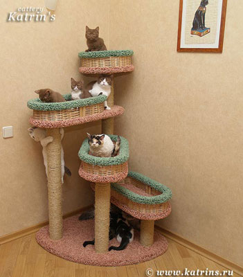 cattery,   