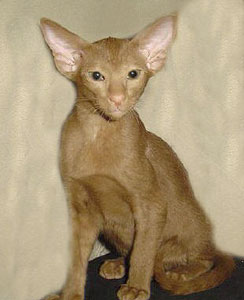 ориентальный котенок окраса циннамон