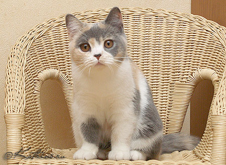 Katrin's Antonina, британская кошка голубо-кремовая с белым