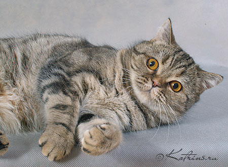 Katrin's Ashlie, Британские кошки тэбби, серебристых и дымчатых окрасов