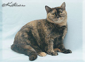 британская кошка черно-красная черепаха, Bernetta Your Majesty