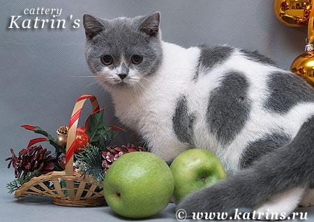Katrin's N. Bonomi , питомник Кэтрин, британские котята окраса биколор