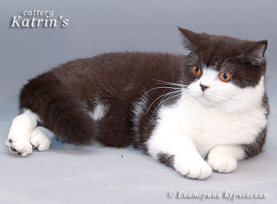 Katrin's Fantastica, питомник Кэтрин, британские котята окраса биколор