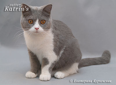 Katrin's Eenestina, британская кошка голубая с белым
