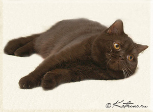 британская шоколадная кошка