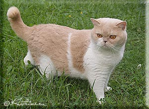 британская кошка кремовая с белым