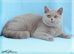 британская  лиловая кошка Sweet Jane Onlybricat