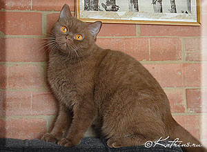 британская кошка циннамон, Katrin's & Capriz Evelina 