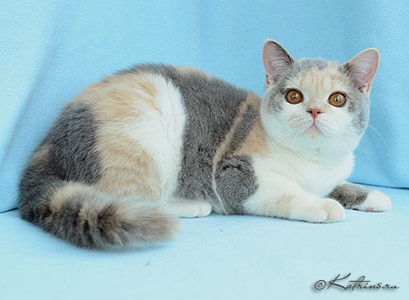 Lady Marrie Ann, британская кошка голубо-кремовая с белым