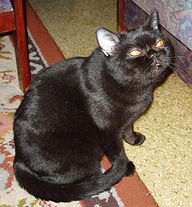 Katrin's Night Fibi Keits, британская кошка черная