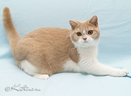 Katrin's Ulita, питомник Кэтрин, британская кошка окраса биколор