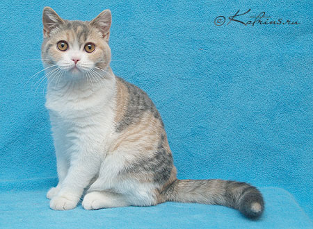 Katrin's Varvara, британская кошка 