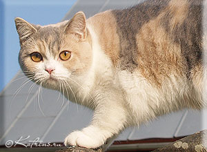 британская кошка голубо-кремовая с белым Katrin's Varvara 
