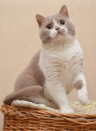 Katrin's Zlata, британская кошка лиловая с белым