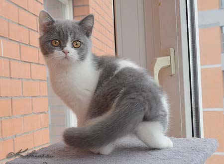 Katrin's Hitomi, британский голубой котёнок