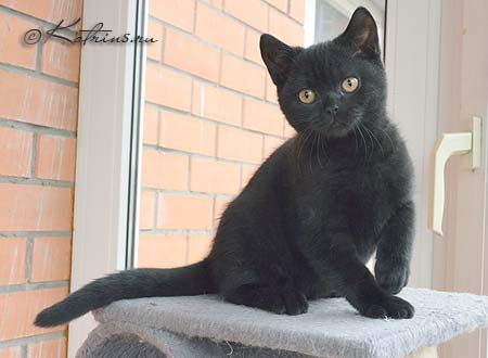 Katrin's Kafka, британский чёрный котёнок