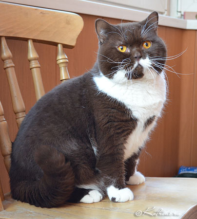 Katrin's Saffron, питомник Кэтрин, британский кот окраса биколор