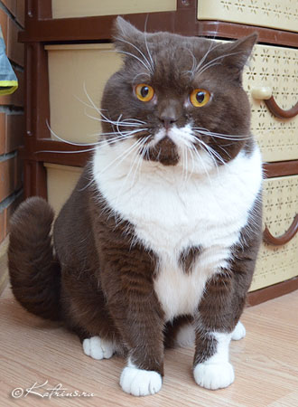 Katrin's Saffron, питомник Кэтрин, британский кот окраса биколор
