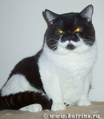Katrin's Arsenij, питомник Кэтрин, британские котята окраса биколор