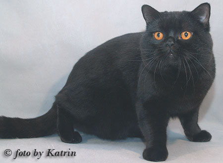 Katrin's Egor, британский черный кот