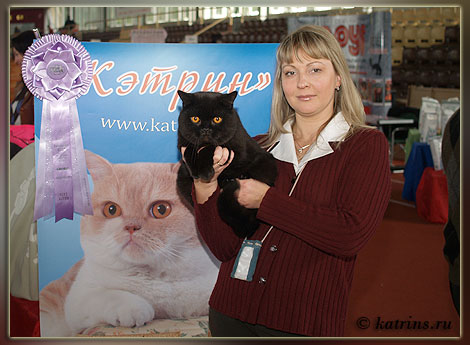 Katrin's Egor, британский черный кот, выставка 20-21 сентября 2008г