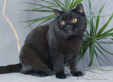 Katrin's Egor, британский черный кот