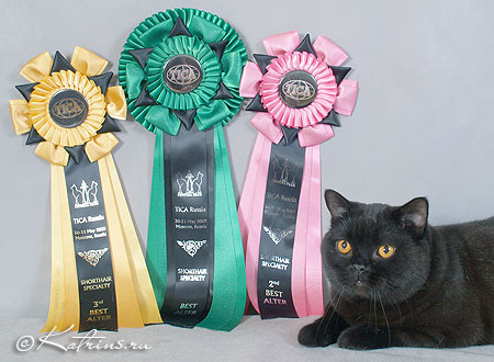 Katrin's Egor, британский черный кот, выставка 30-31 мая 2009 