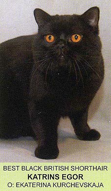 Katrin's Egor, британский черный кот, TICA Yearbook 2008
