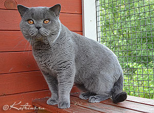 британский кот  Faberge de Peyrat