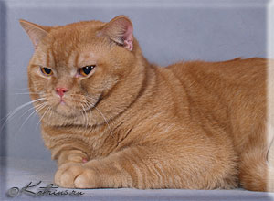 британский кот красный тиккированный Fedor