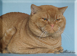 британский кот красный тиккированный Fedor