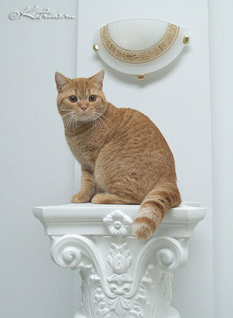 британский кот, красный - Katrin's Valmont