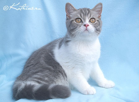 Katrin's Zahar, британский кот голубой мраморный с белым, эксклюзивный носитель гена циннамон/фавн