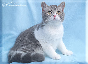  Katrin's Zahar, британский котенок голубой мраморный с белым